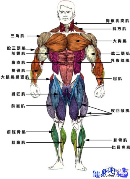 人身上各个部位的肌肉叫什么? 肌肉体育运动