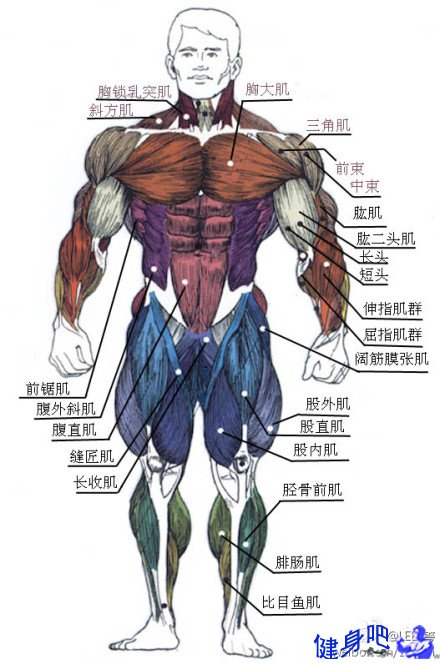 身体的各个部位的肌肉图