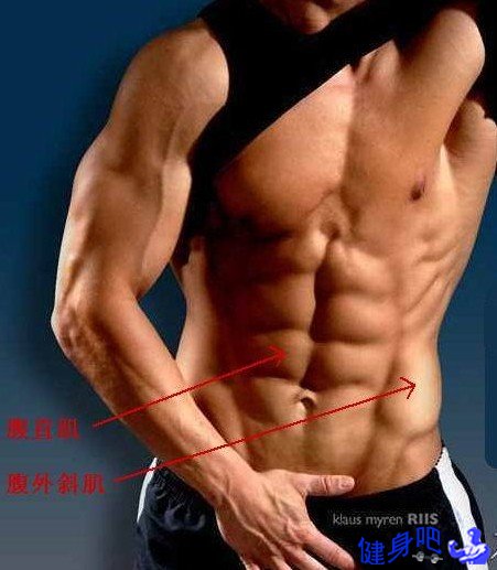 腹肌图解：腰腹部肌肉图示及英文名称介绍