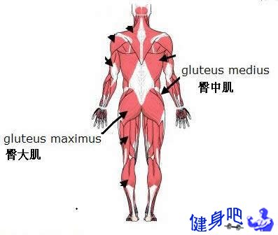 臀部肌群图解：臀部肌肉图示及英文名称介绍