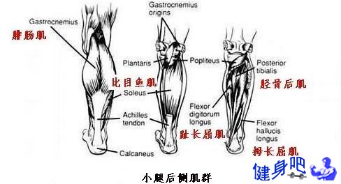 腿部肌群图解：腿部肌肉图示及英文名称介绍