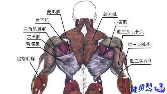 前臂肌群图解：前臂肌群肌肉图示及英文名称介绍