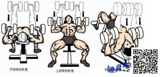 胸肌锻炼方法大全图解塑造完美胸肌