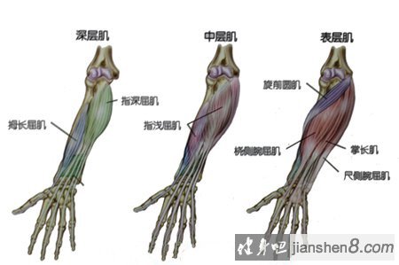 小臂肌肉锻炼图解