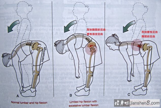 硬拉两个关键:髋关节活动度 腰椎稳定度.