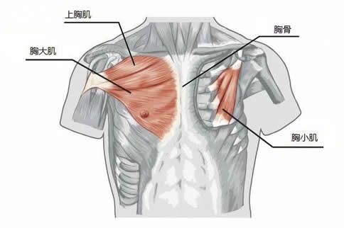 胸小肌解剖图解 带你来了解一下胸小肌