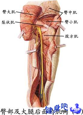 臀中肌、臀小肌和梨状肌解剖图.jpg