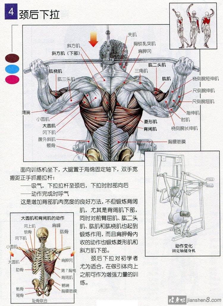 背部肌肉名称图片