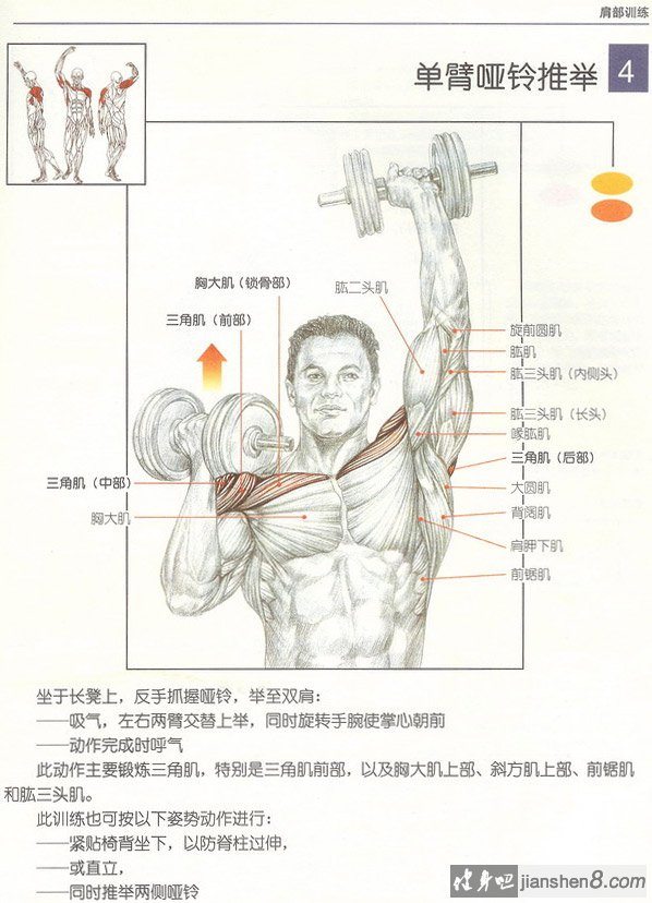 单手哑铃推举 - 单臂哑铃推举图解及视频教程