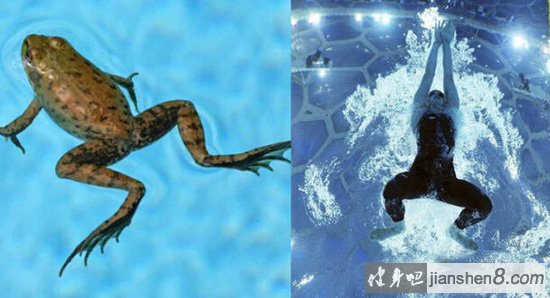 蛙泳高清图片