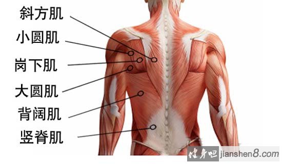 人体后背部结构图图片