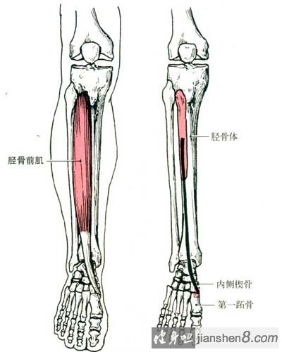 胫前肌发达图片