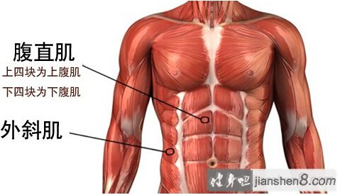 腹直肌解剖示意图图片