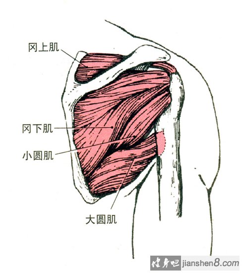 大圆肌的准确位置图图片