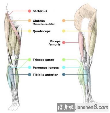 怎么练腿部肌肉