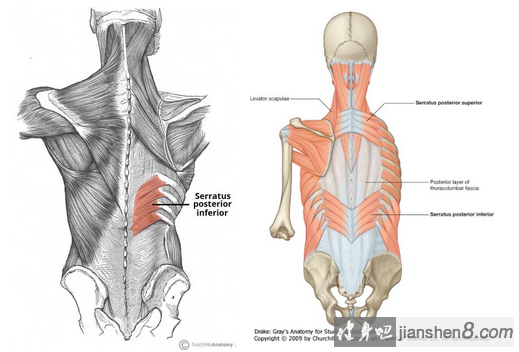 后锯肌位置图片图片