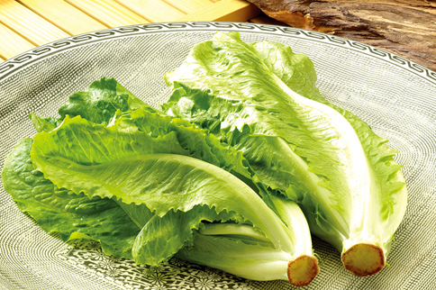 生菜