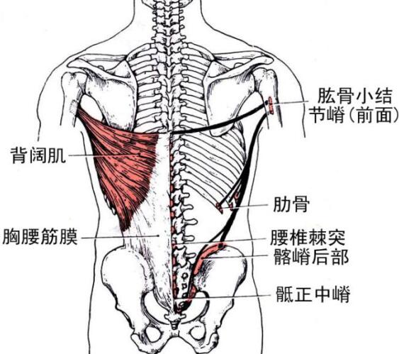 背阔肌起止点解剖图图片