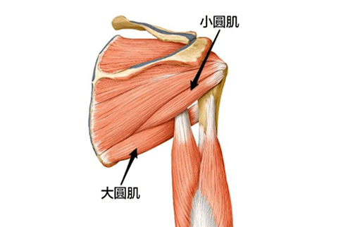 大圆肌