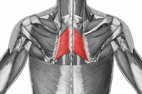 菱形肌竖脊肌图片
