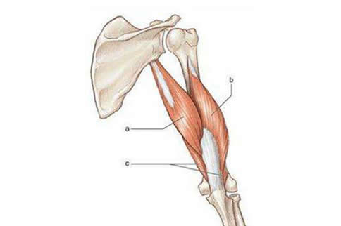 肱三头肌短头图片